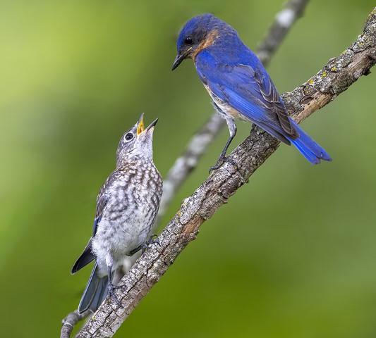 Image of Dinner Time by Byron Butler from Louisville